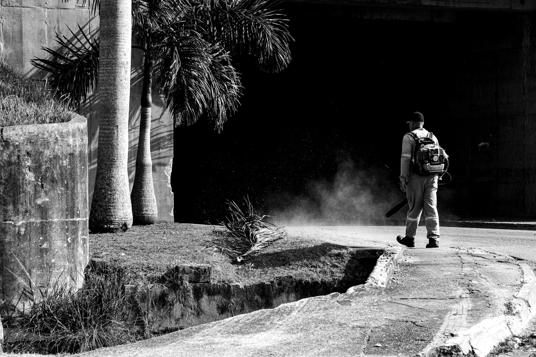 A lone worker uses a leaf blower along a city street under palm trees.